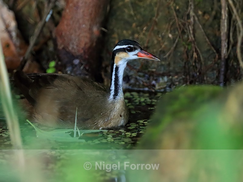 Sungrebe (female), Rio Chagres, Panama - Sungrebe