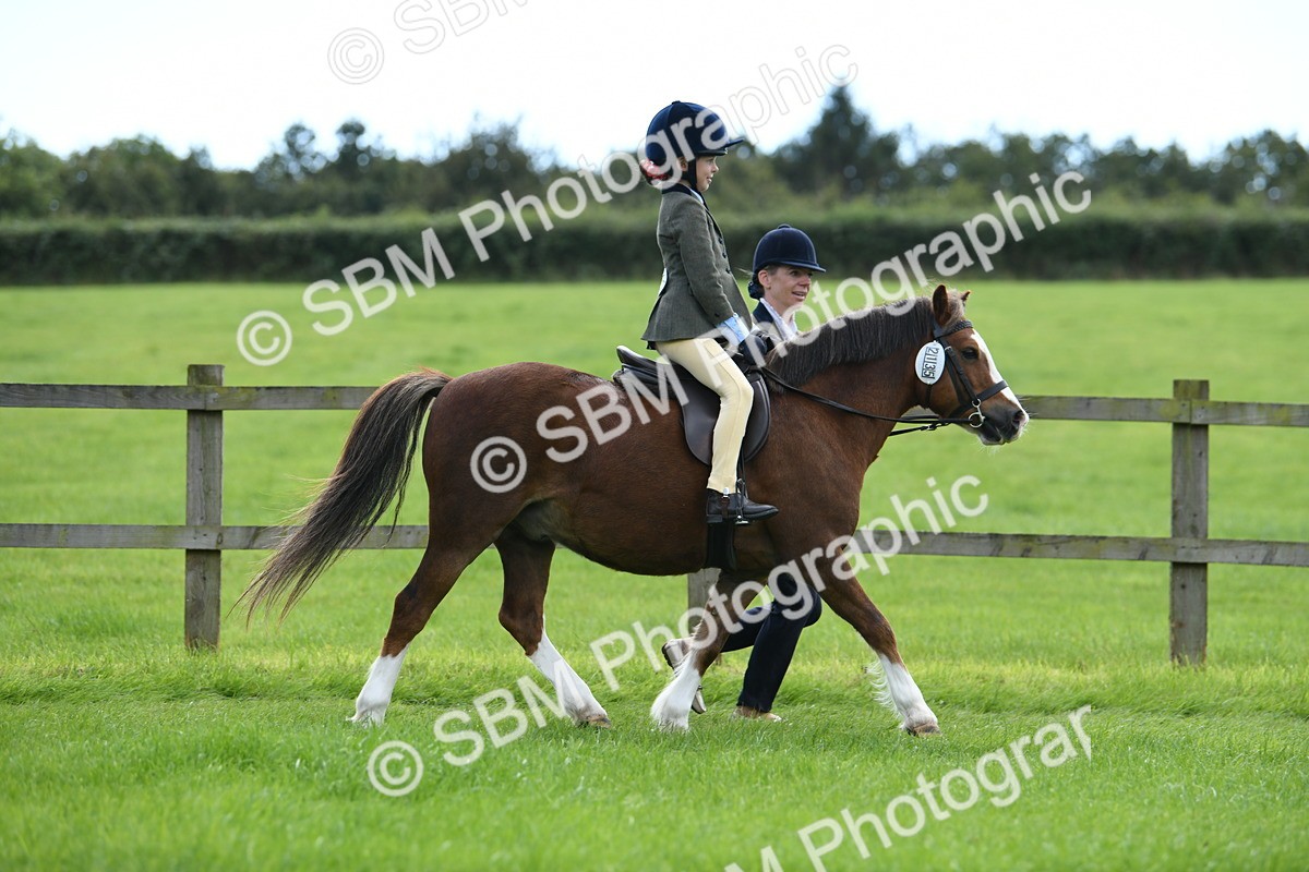 SBM_42459 - S20 - Lead Rein Mountain & Moorland Pony