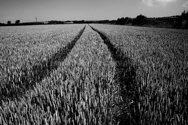 Corn field tracks _S009 - Somerset landscape Photography