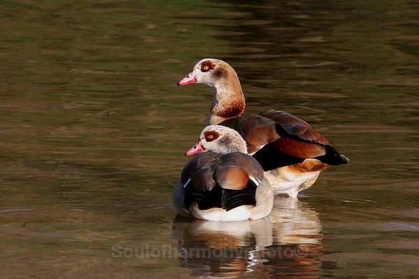 Egyptian Geese - Wildlife Wildlife