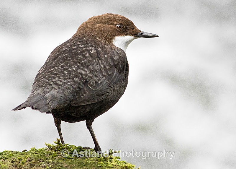 Astland Photography, Bird and Wildlife Images, Susan and Peter Wilson, U.K.