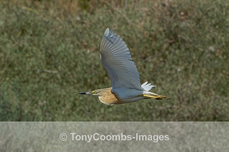 Squacco Heron - Lesvos ~ Other Birds