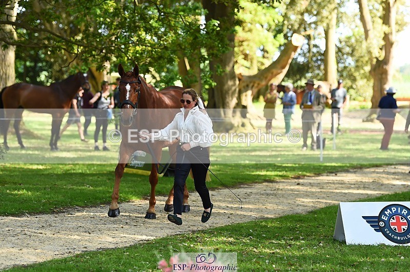 230524-164324-01046 - 112-BILLY_MAPLE-Kitty_King-WEDTrotUp+DR