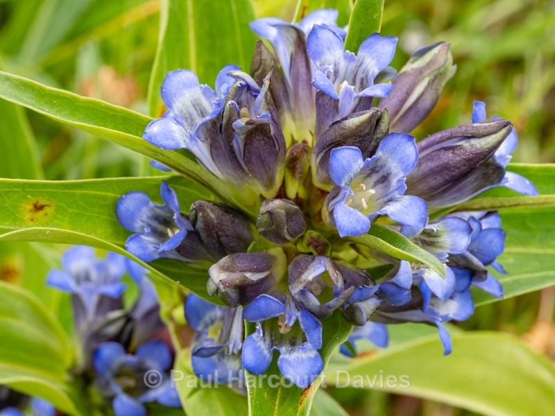 Cross Gentian (Gentiana cruciata) - Gargano - Wild Flowers