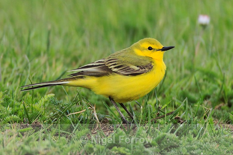 Yellow Wagtail (male) in the grass at Farmoor Reservoir - Yellow Wagtail