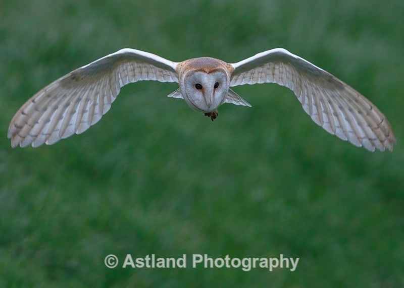 Astland Photography, Bird and Wildlife Images, Susan and Peter Wilson, U.K.