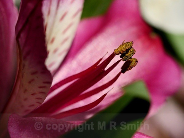 Alstromeira Pollen - MACRO & CLOSE UPS