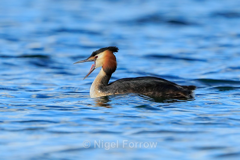 Great Crested Grebe showing tongue, Farmoor Reservoir - Great Crested Grebe