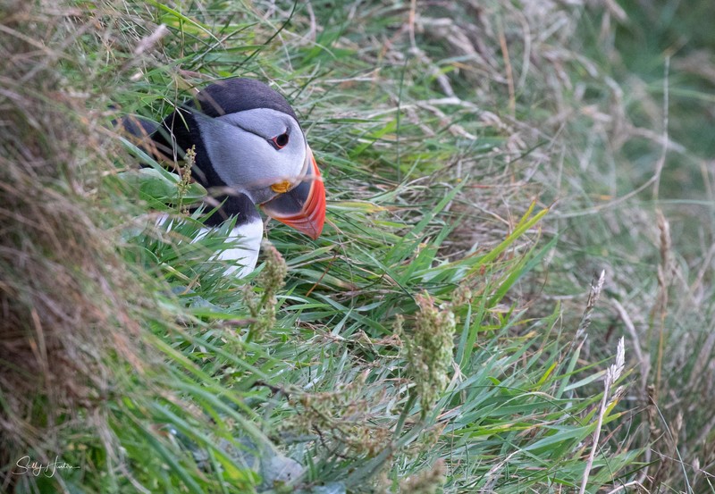 Cute Puffin 6
