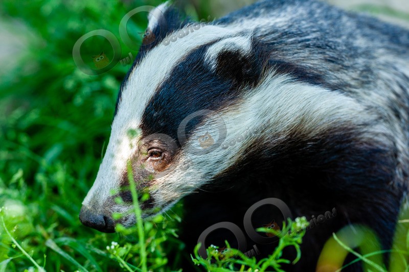 badger Meles meles-6557 - UK Wildlife