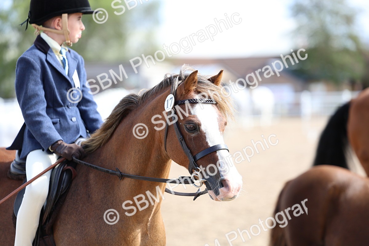 SBM_01923 - Class 18 - Handsomest Gelding - IH or Ridden