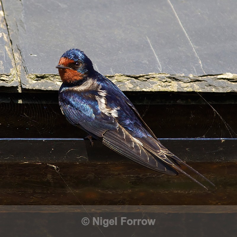 Swallow perched on a gutter - Swallow