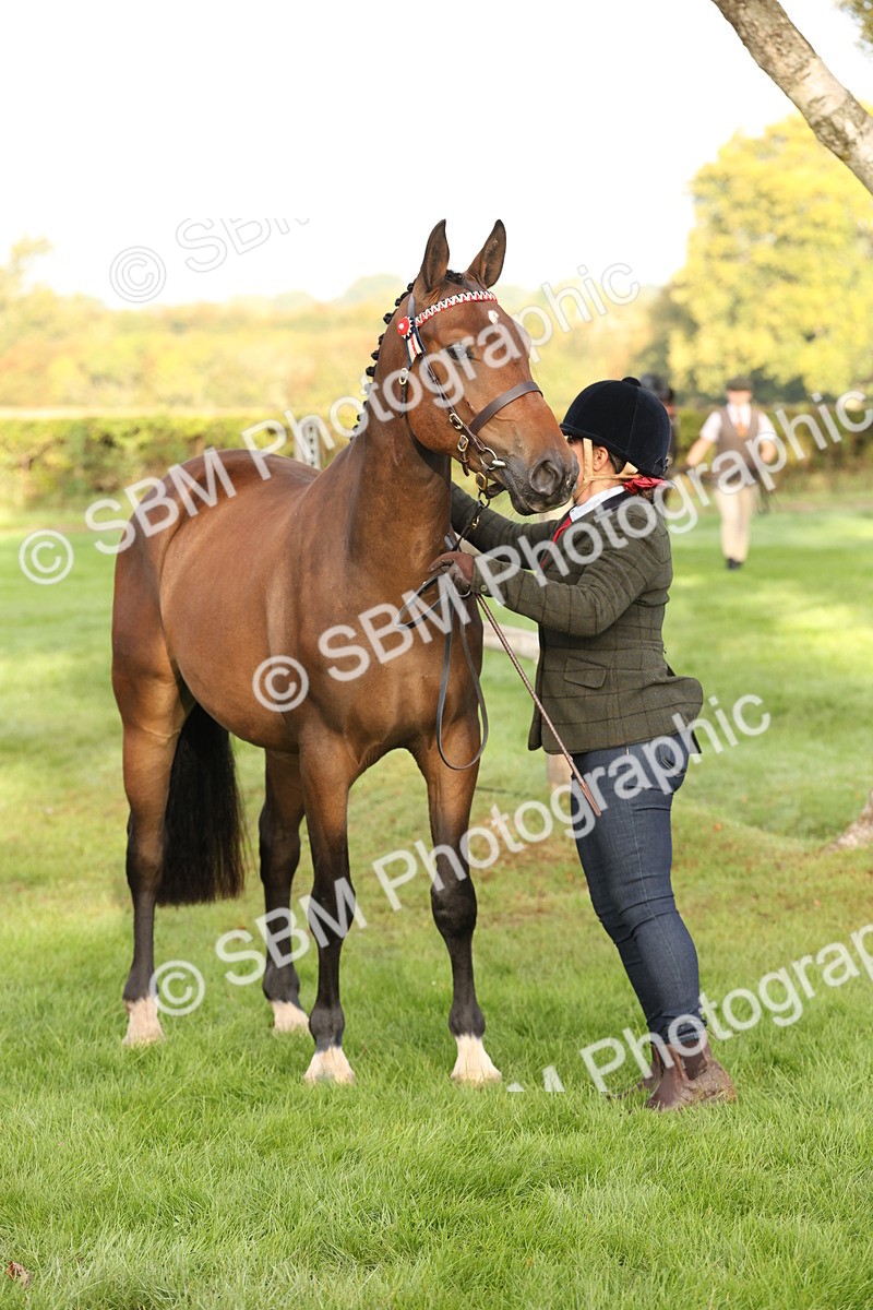 SBM_54965 - S52 - Riding Horse & Hack & thoroughbred In Hand