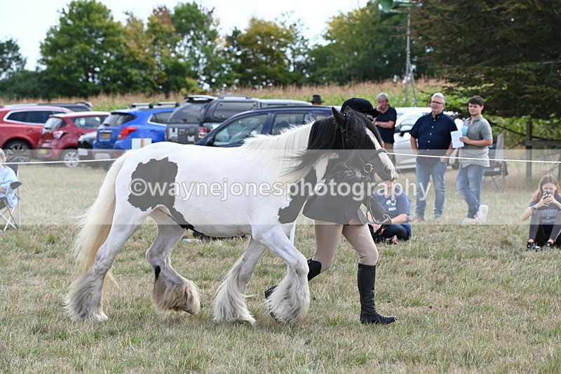 WJ6_6653 - Class 20 In-hand Cob