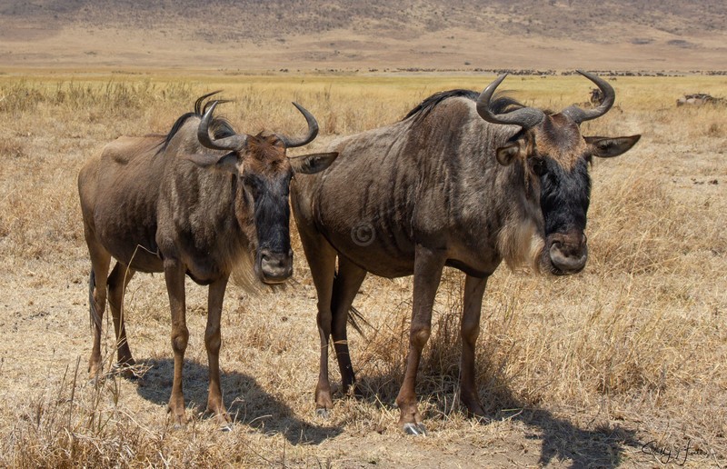 Wildebeest 6