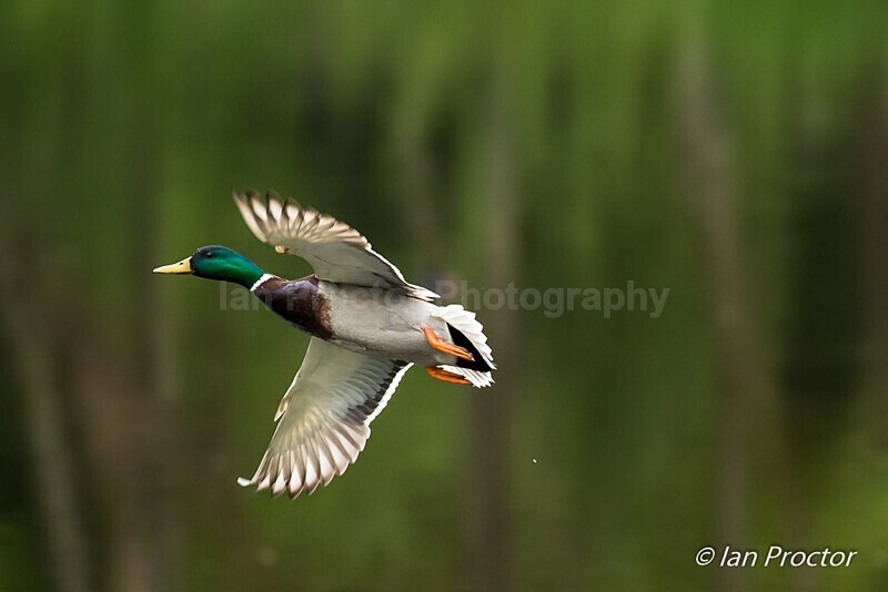 Park Life - Mallard Duck in flight - Nature