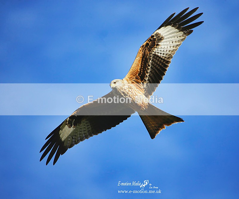 Red Kite 090122 328a - Nature