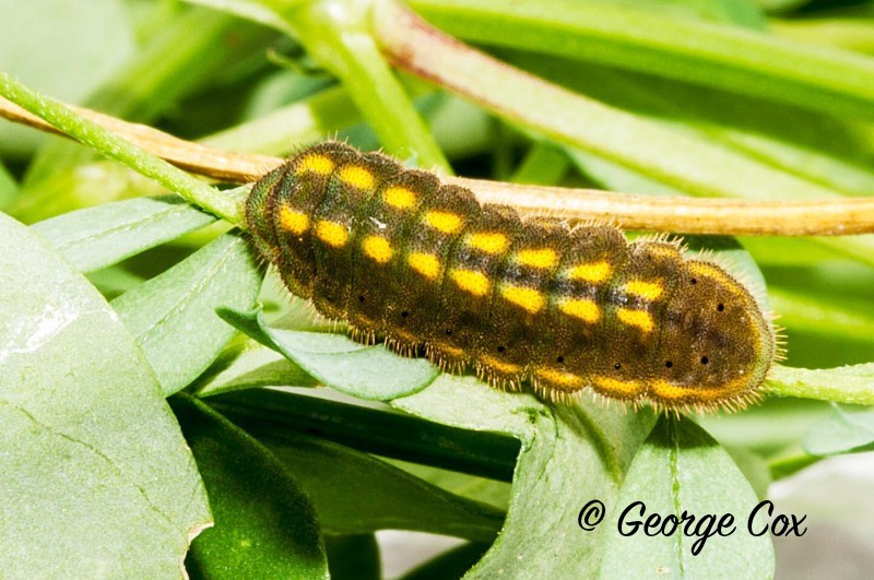 Adonis Blue Larvae - British Butterflies