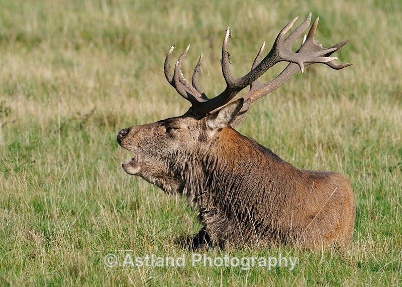 Astland Photography, Bird and Wildlife Images, Susan and Peter Wilson, U.K.