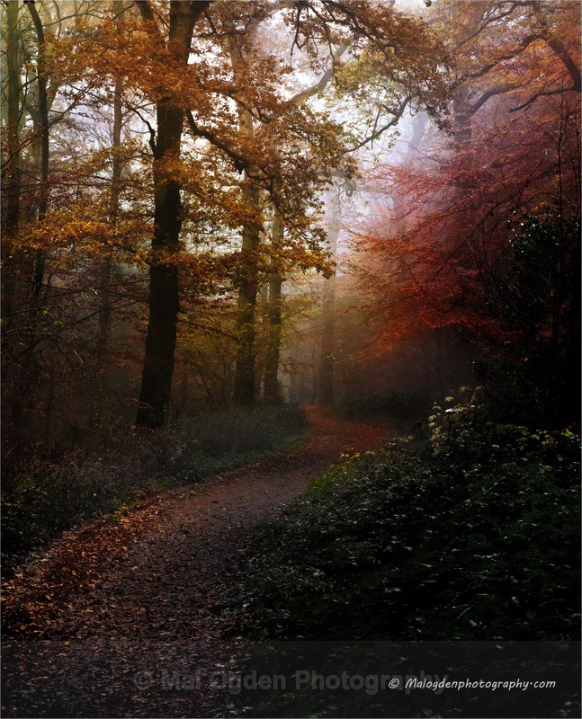 Pinfield Woods - Britain and the British