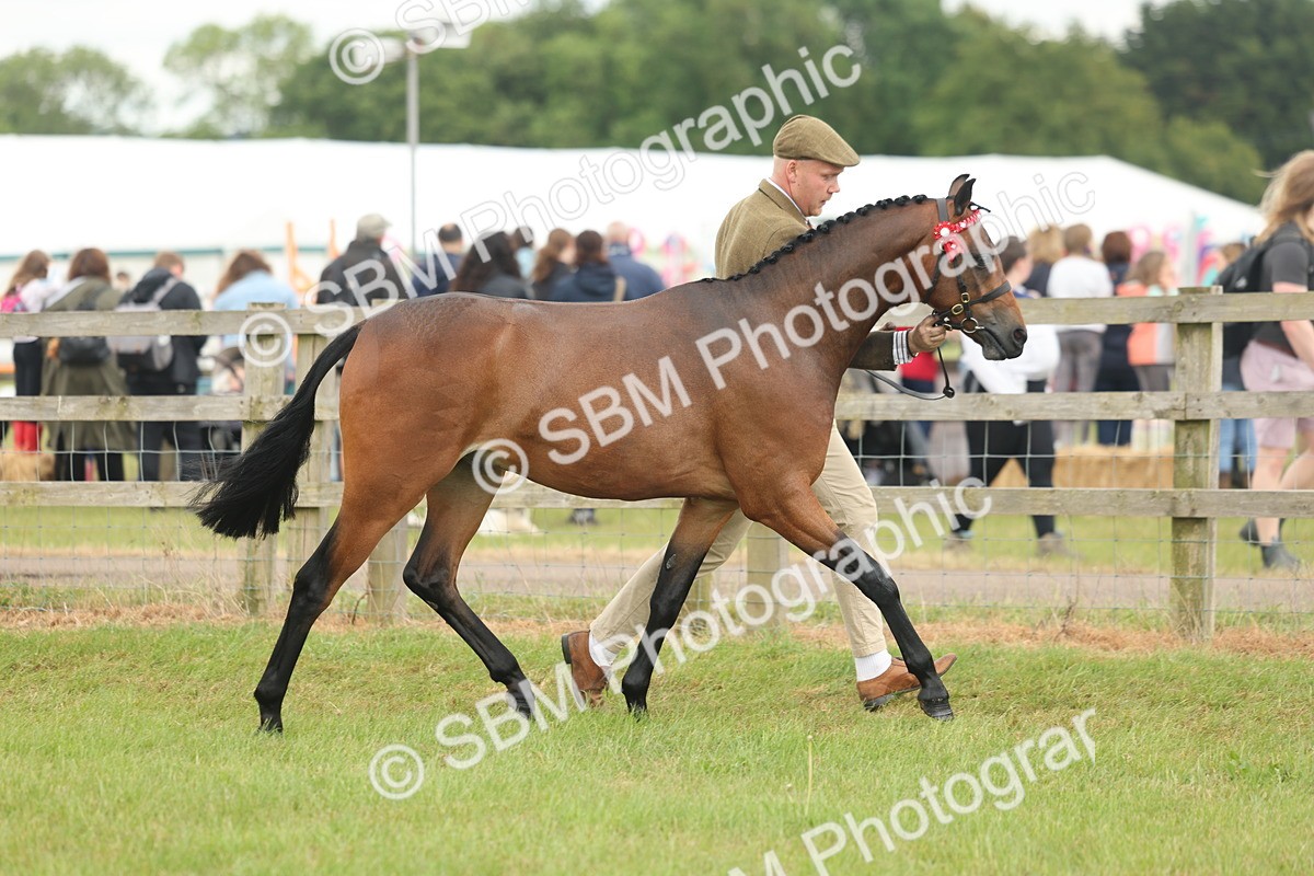 SBM_05452 - Class 68-73 - Riding Pony Breeding