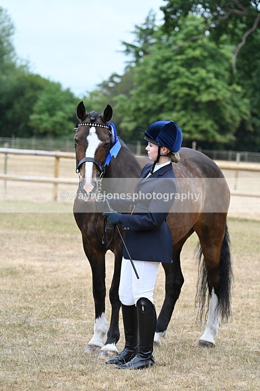 WJ7_0175 - Class 5a Most Handsome Gelding (above 14.2hh)