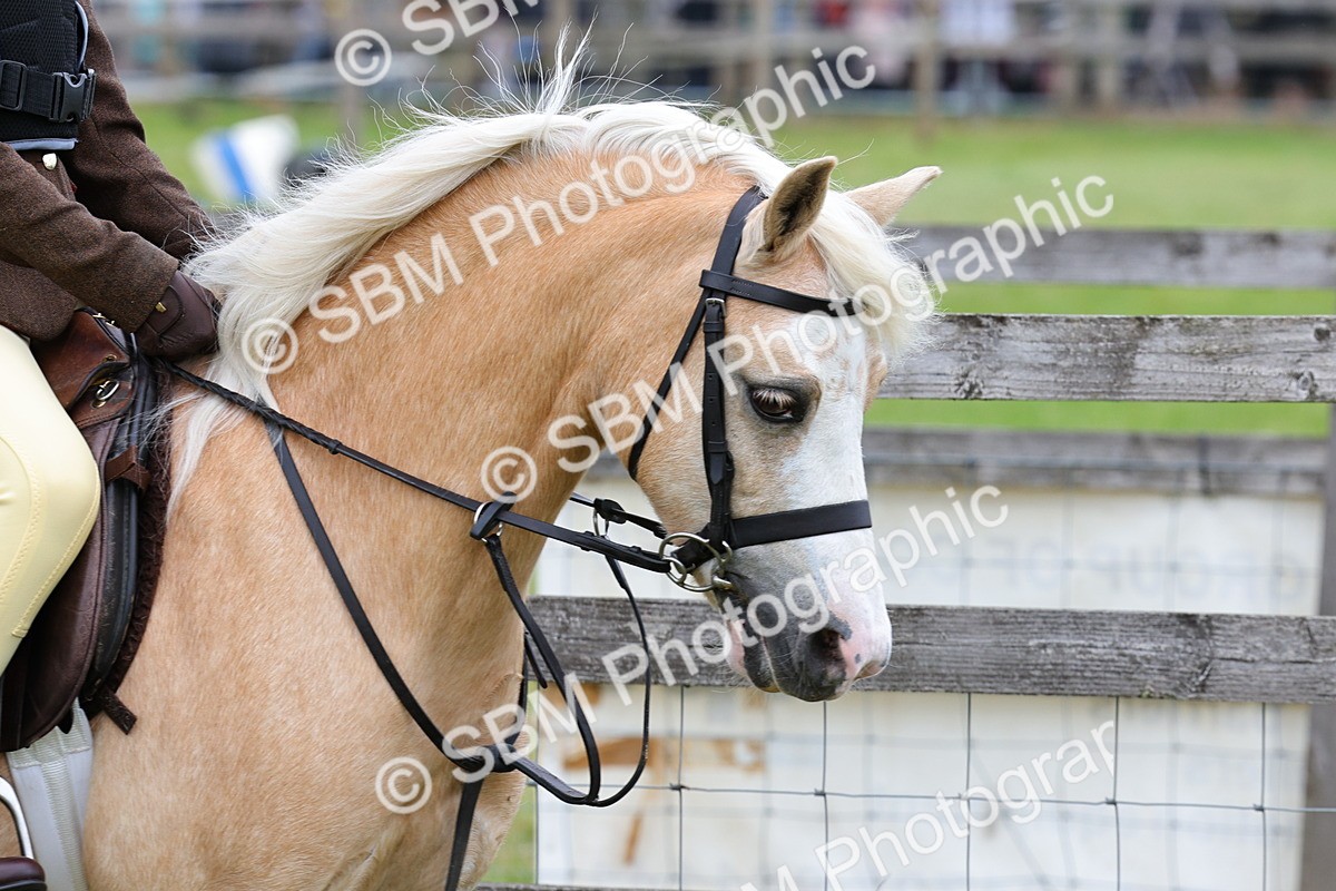 SBM_08429 - Class 42-43 - LIHS BSPS Heritage Working Sports Pony