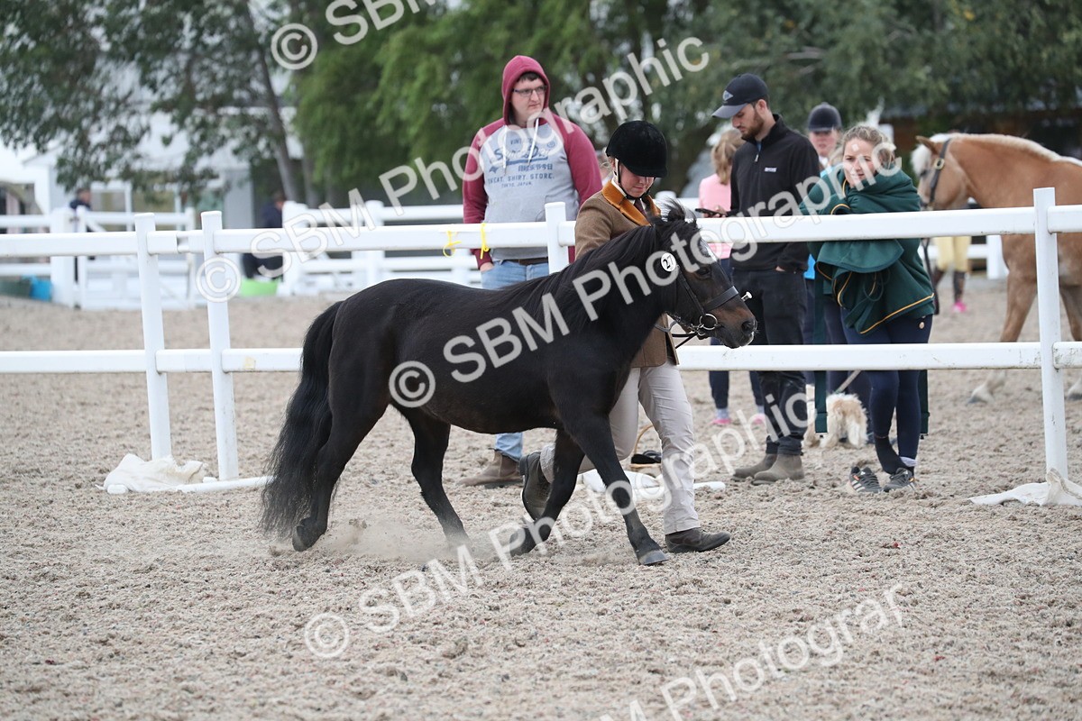 SBM_18306 - Class 318 IH Part bred Horse/Pony