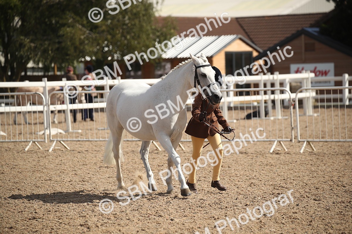 SBM_23563_Class 605 - 2026 - Area - IH Veteran - Vicky Gutteridge