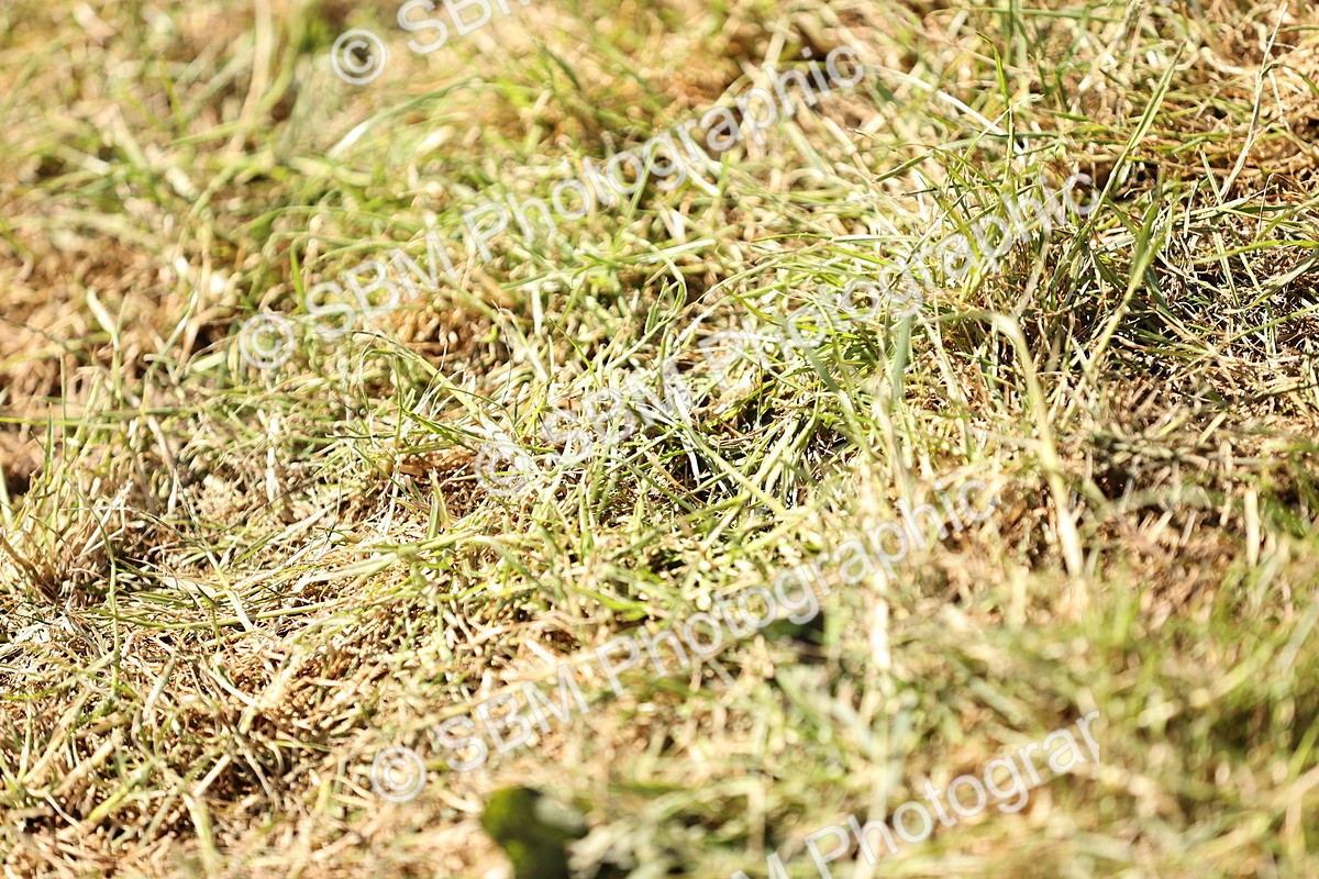 SBM_14770 - Class 88-89 - LIHS BSHA Rising Star of Ridden Hunter Type