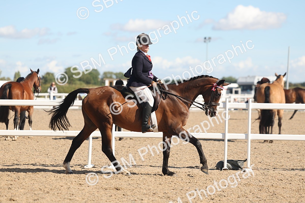 SBM_13157 - Class 305 - Ridden Foreign Breed Pure Bred