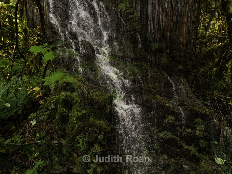 Cedar Tree and Waterfall - Photo Montages