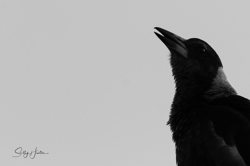 Morning Song 1 - Magpies