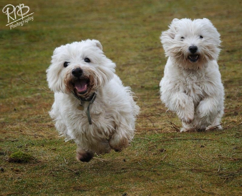 Come on Girls - Pet Portraits