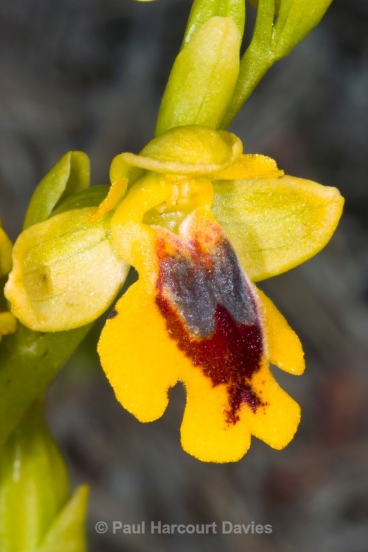 Small yellow Ophrys (Ophrys lutea ssp galilea also called Ophrys sicula) - Orchids - Ophrys