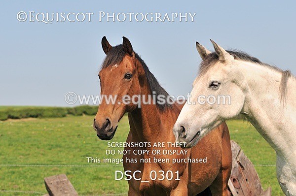 DSC_0301 - ARCHIVE REQUEST - Quincy and Guinness