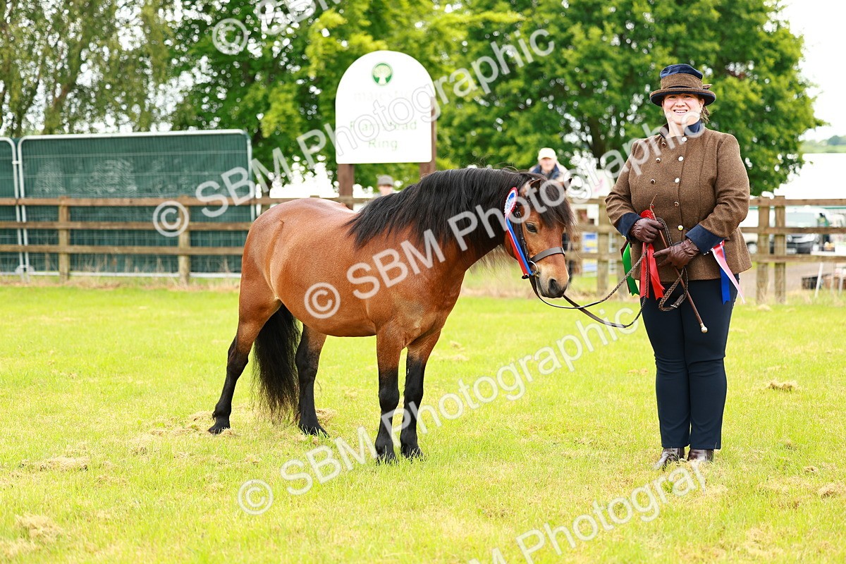 SBM_00303 - Class 58-67 - M&M Non Welsh Pony In hand