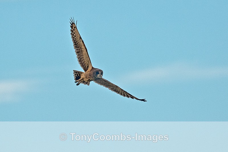 Marsh Owl - Morocco