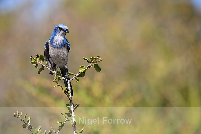 Florida Scrub-Jay front view, Shamrock Park, Venice, Florida - Florida Scrub-Jay