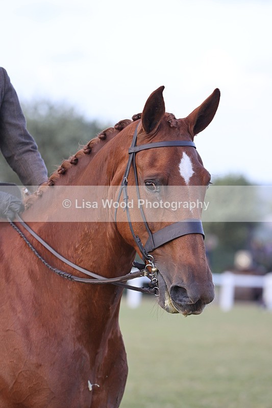 JPP_3686 - Class 24: Open Working Hunter