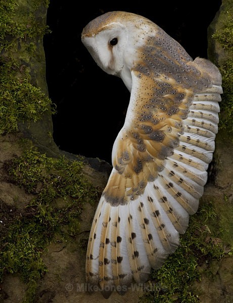BARN OWL / REF BO 3 - BARN OWLS