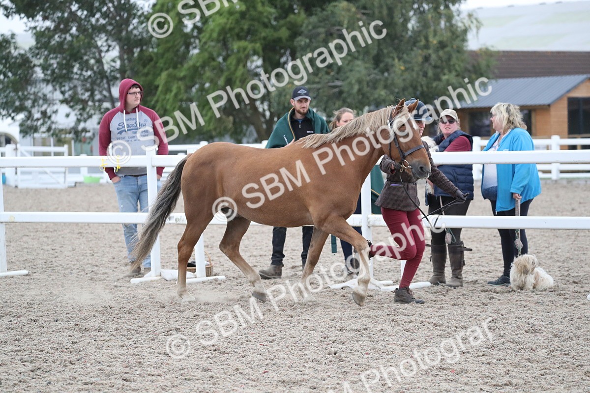 SBM_18369 - Class 318 IH Part bred Horse/Pony