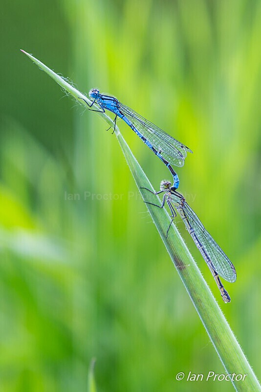 Common Blue Damselflies in Tandem - Nature