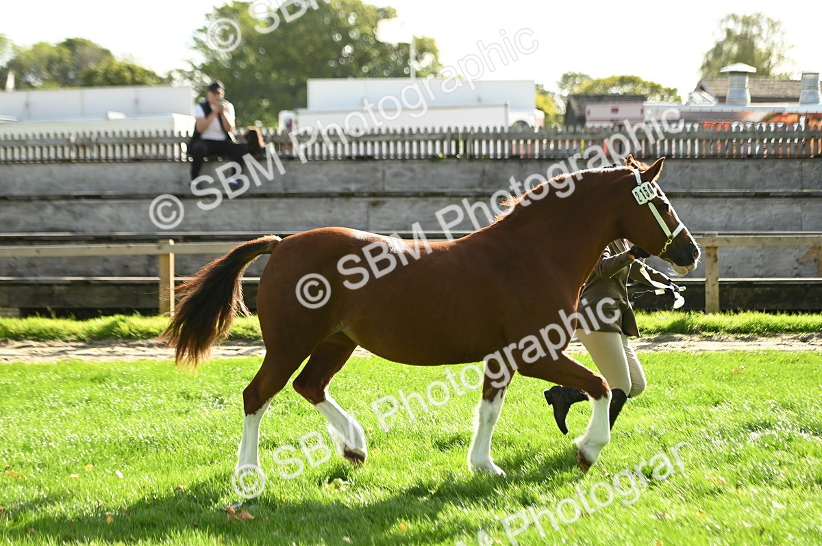 SBM_15969 - S1 - TSR in Hand Horse & Pony Showing