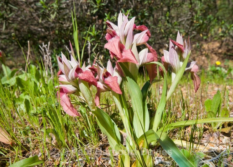 Scarce Serapias (Serapias neglecta) - Orchids - Serapias