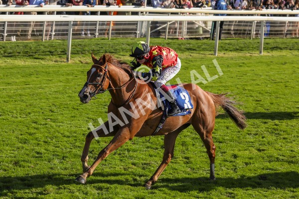 141023-Race 3-Montassib-0418 - Race 3 2.25pm Coral Sprint Trophy Handicap