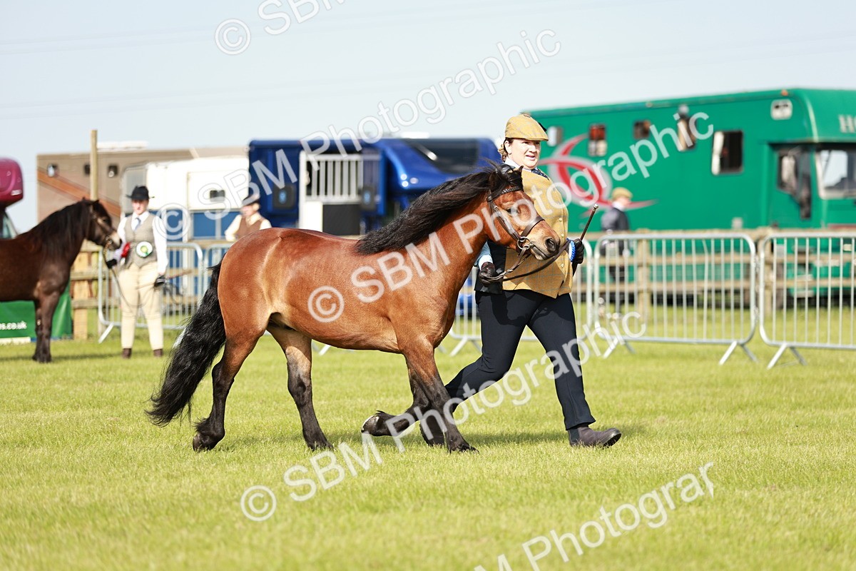 SBM_00619 - Class 14-23 - Mountain & Moorland In Hand Non Welsh