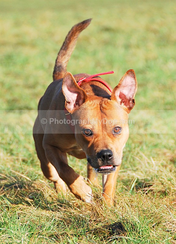  - Staffordshire Bull Terriers
