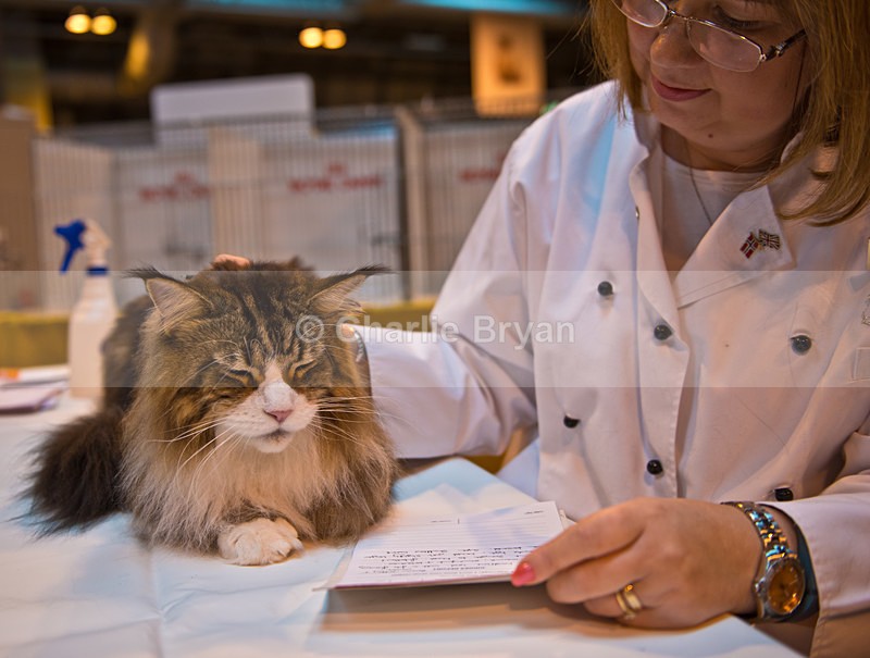  - 40th Supreme Cat Show NEC Birmingham