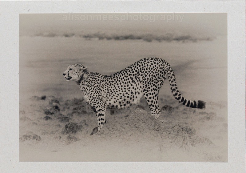 014 Cheetah Stretch - For Sale - Handmade Cards £2.50 each